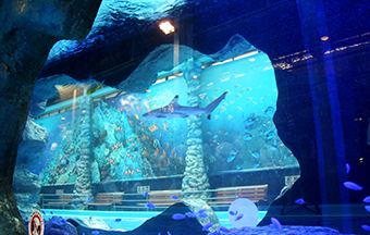アクアリウム（水槽）には熱帯魚やサメをはじめ、色あざやかな海水魚と淡水魚が